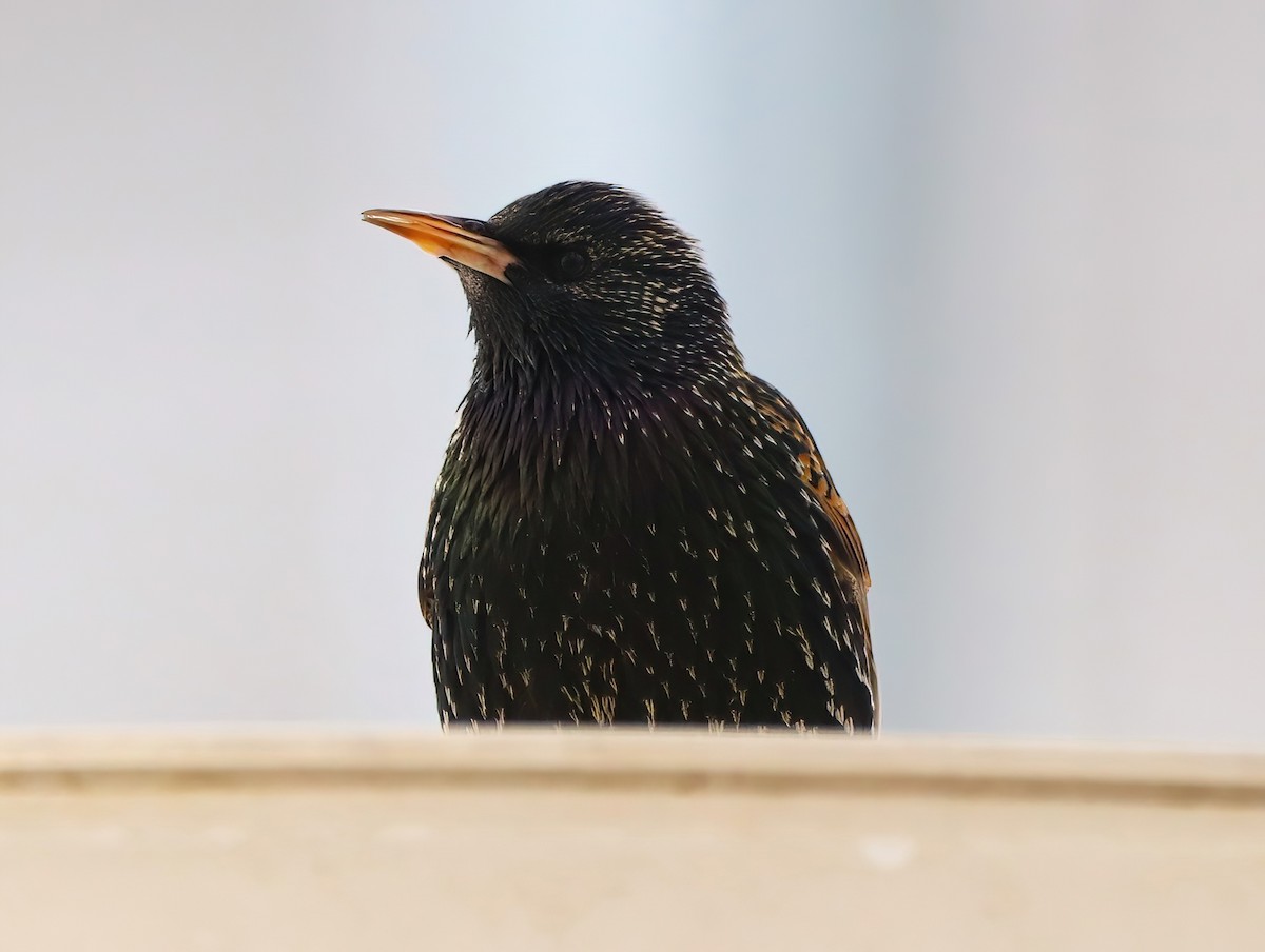 European Starling - ML538123321