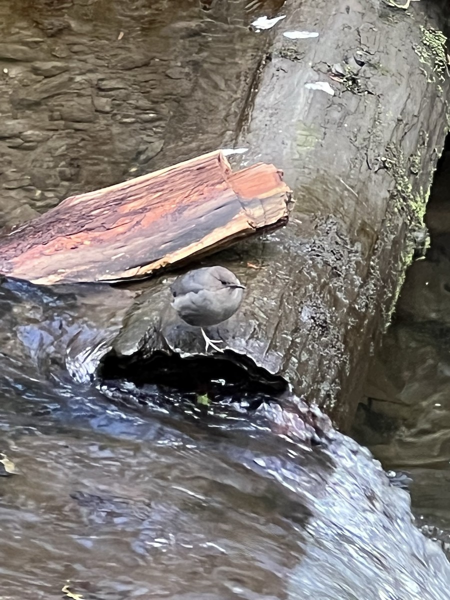 American Dipper - ML538125141