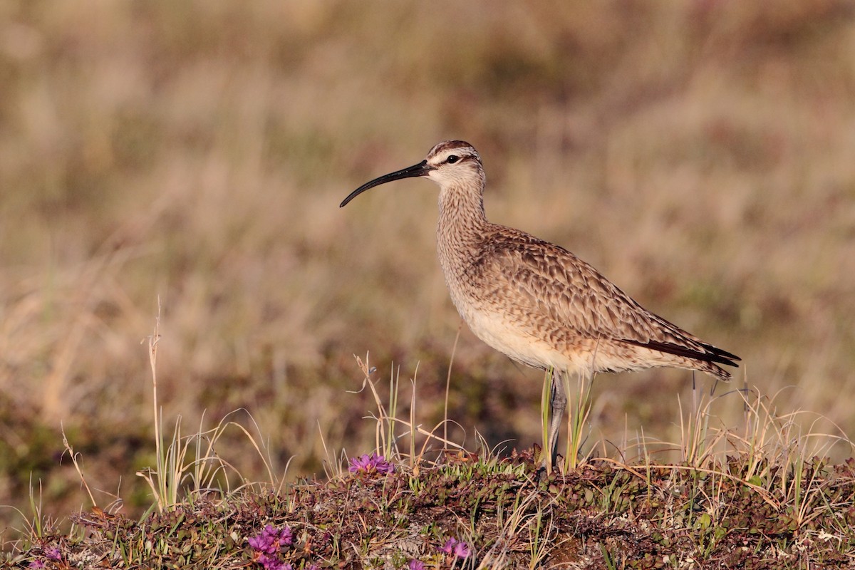 Regenbrachvogel - ML538125161