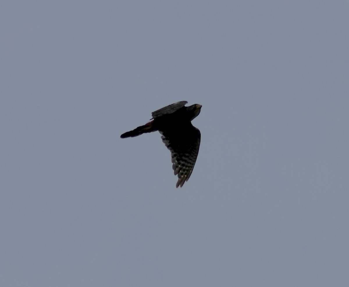 New Zealand Falcon - ML538125271