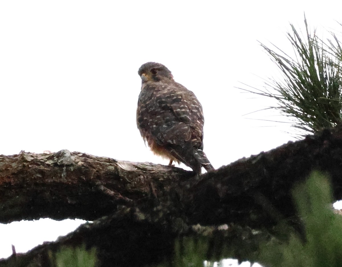 New Zealand Falcon - ML538125281