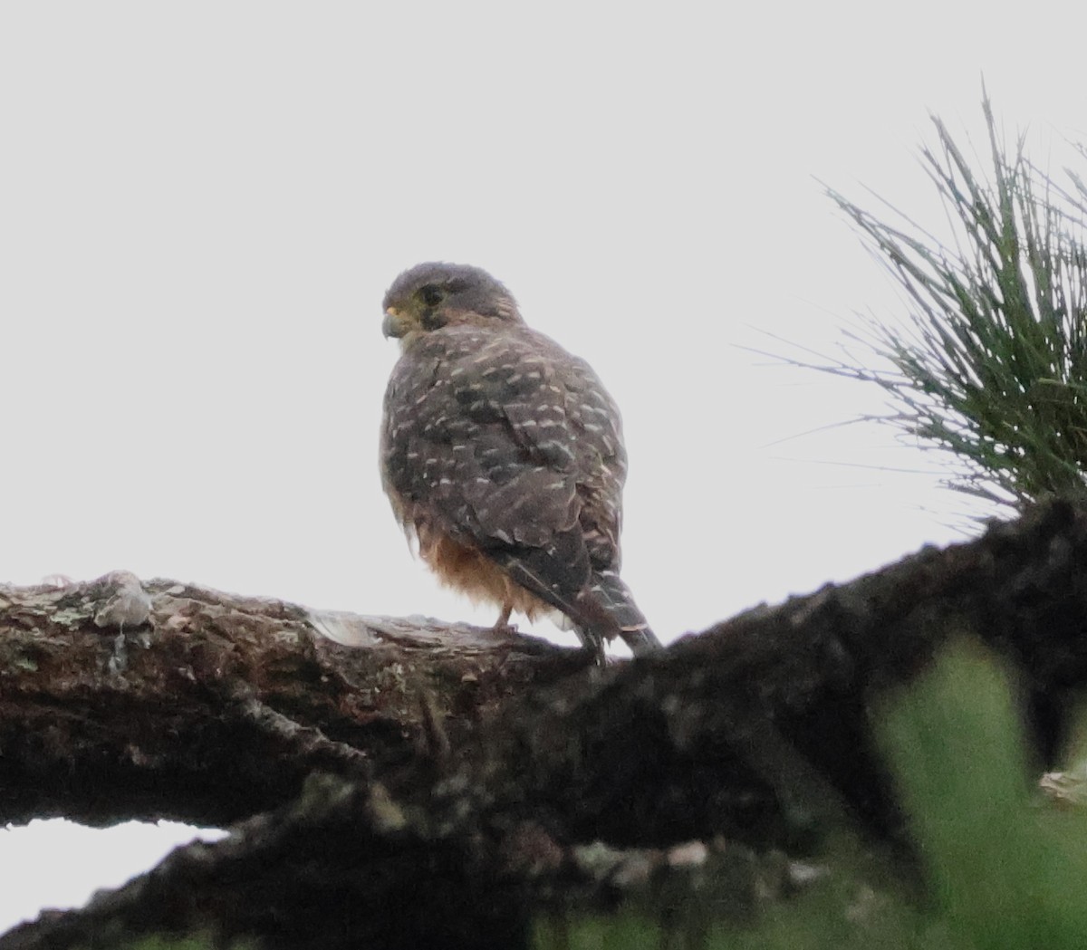 New Zealand Falcon - ML538125291