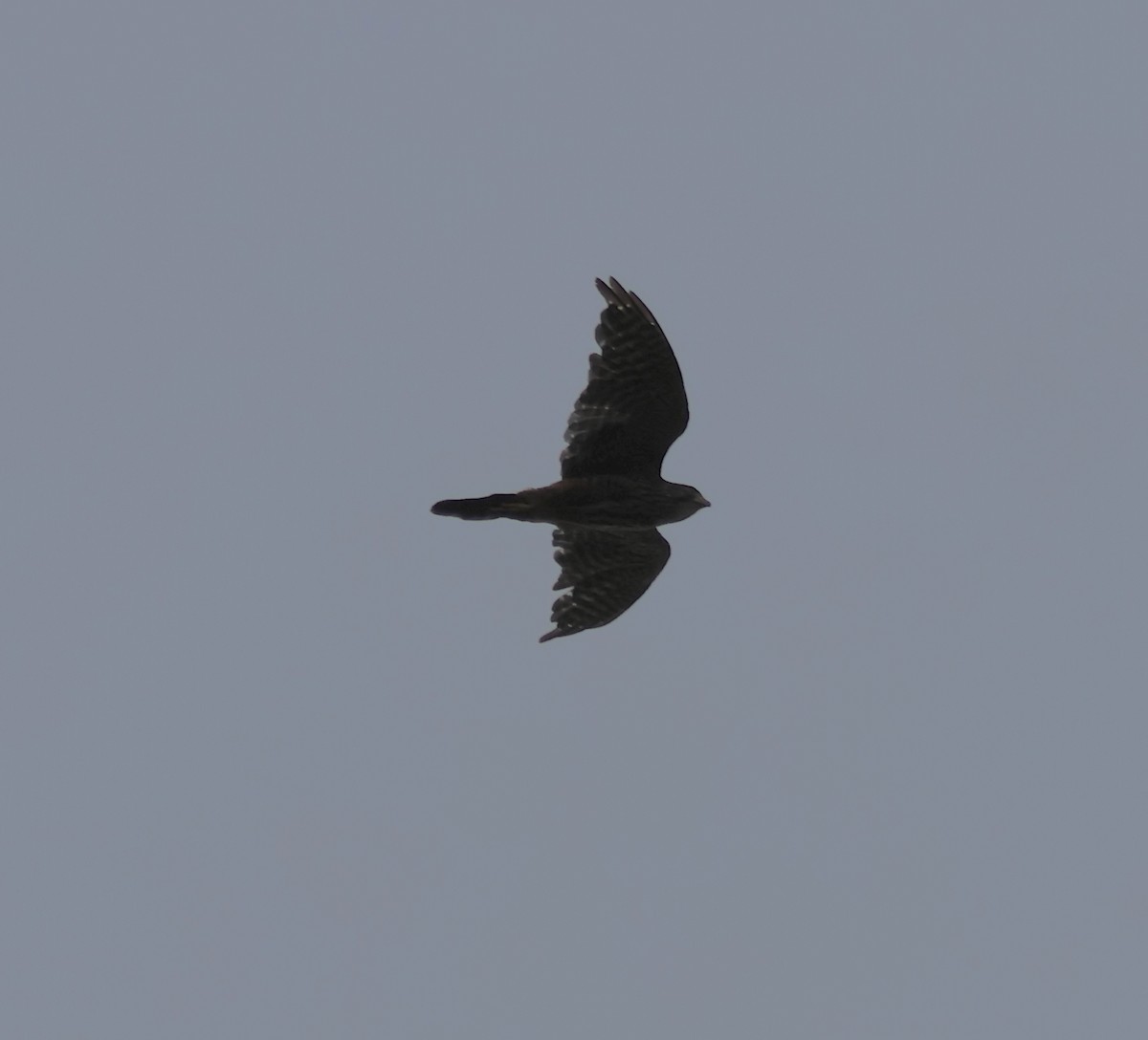 New Zealand Falcon - ML538125301