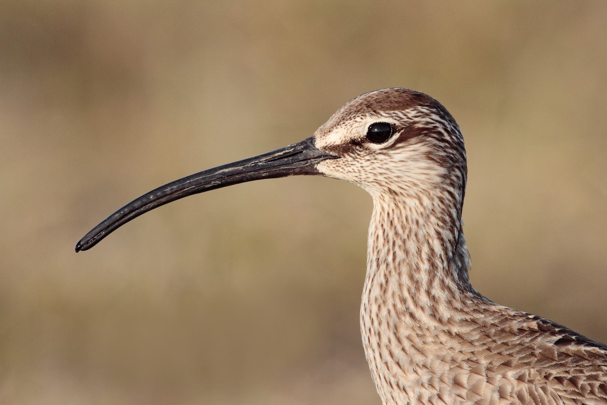 Regenbrachvogel - ML538125381