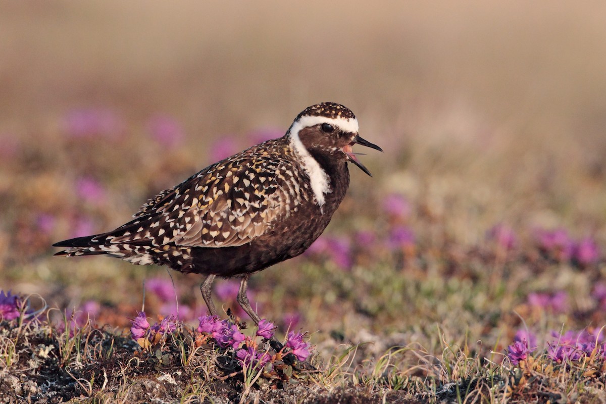 American Golden-Plover - ML538125771