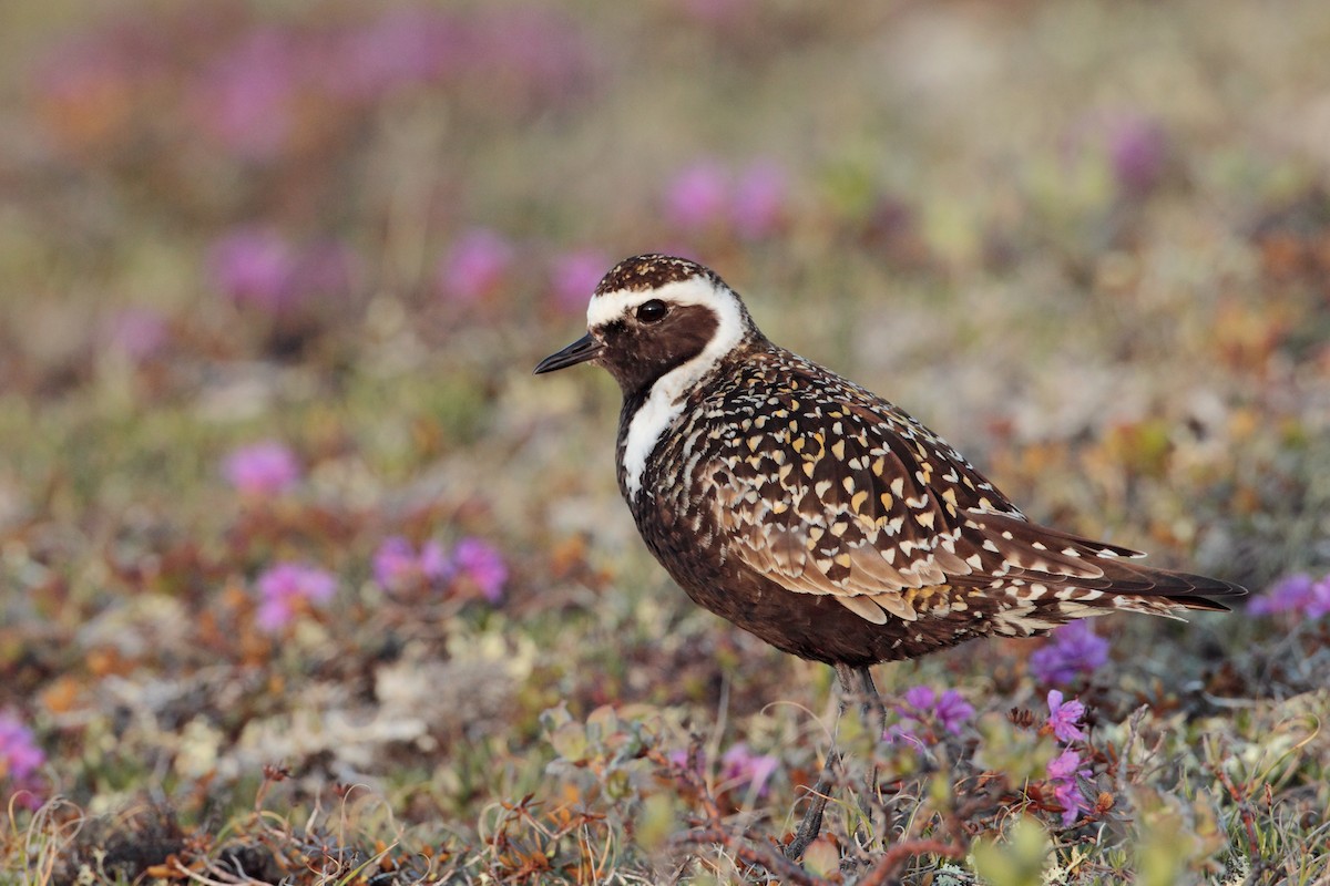 American Golden-Plover - ML538125971