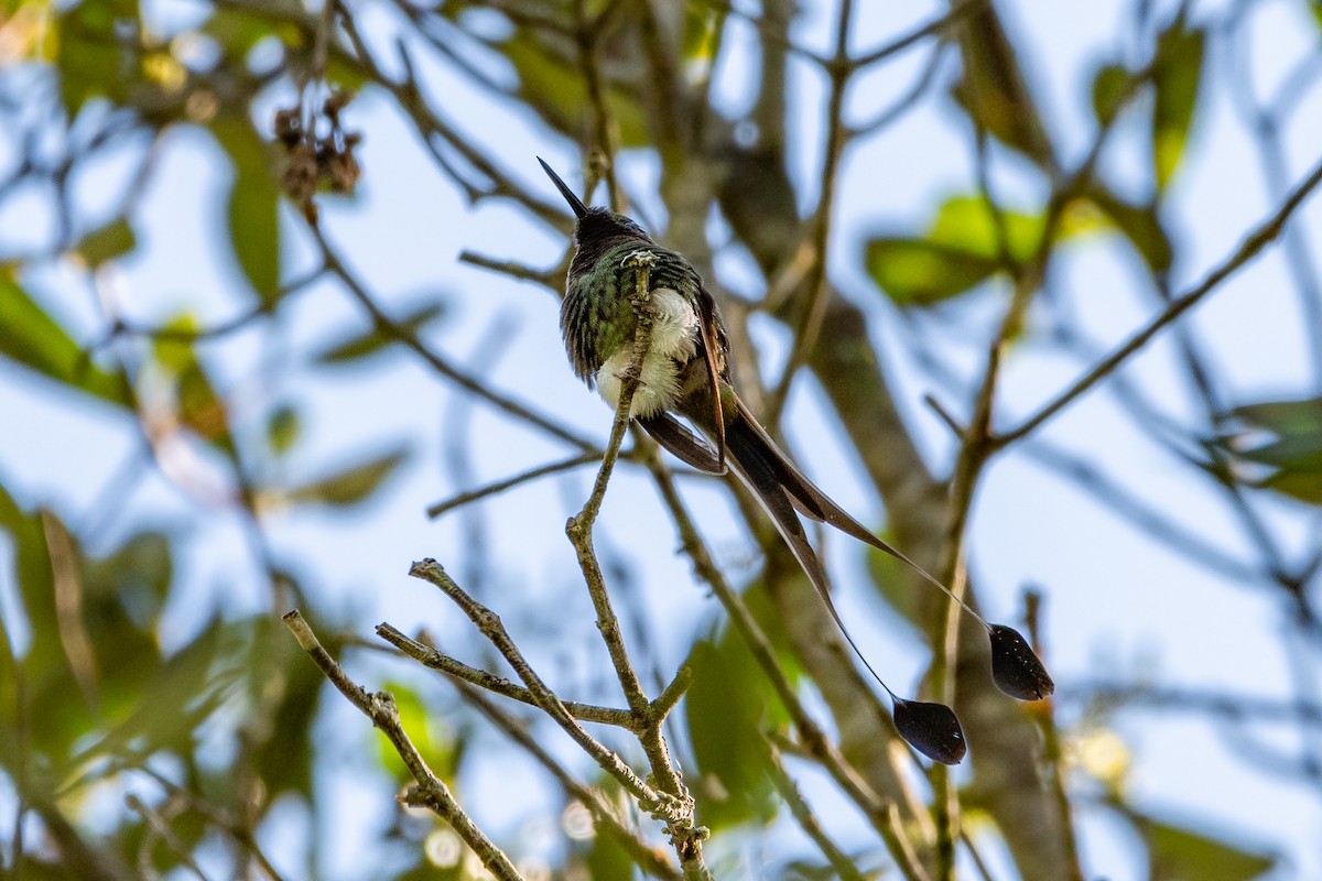 White-booted Racket-tail - ML538126151
