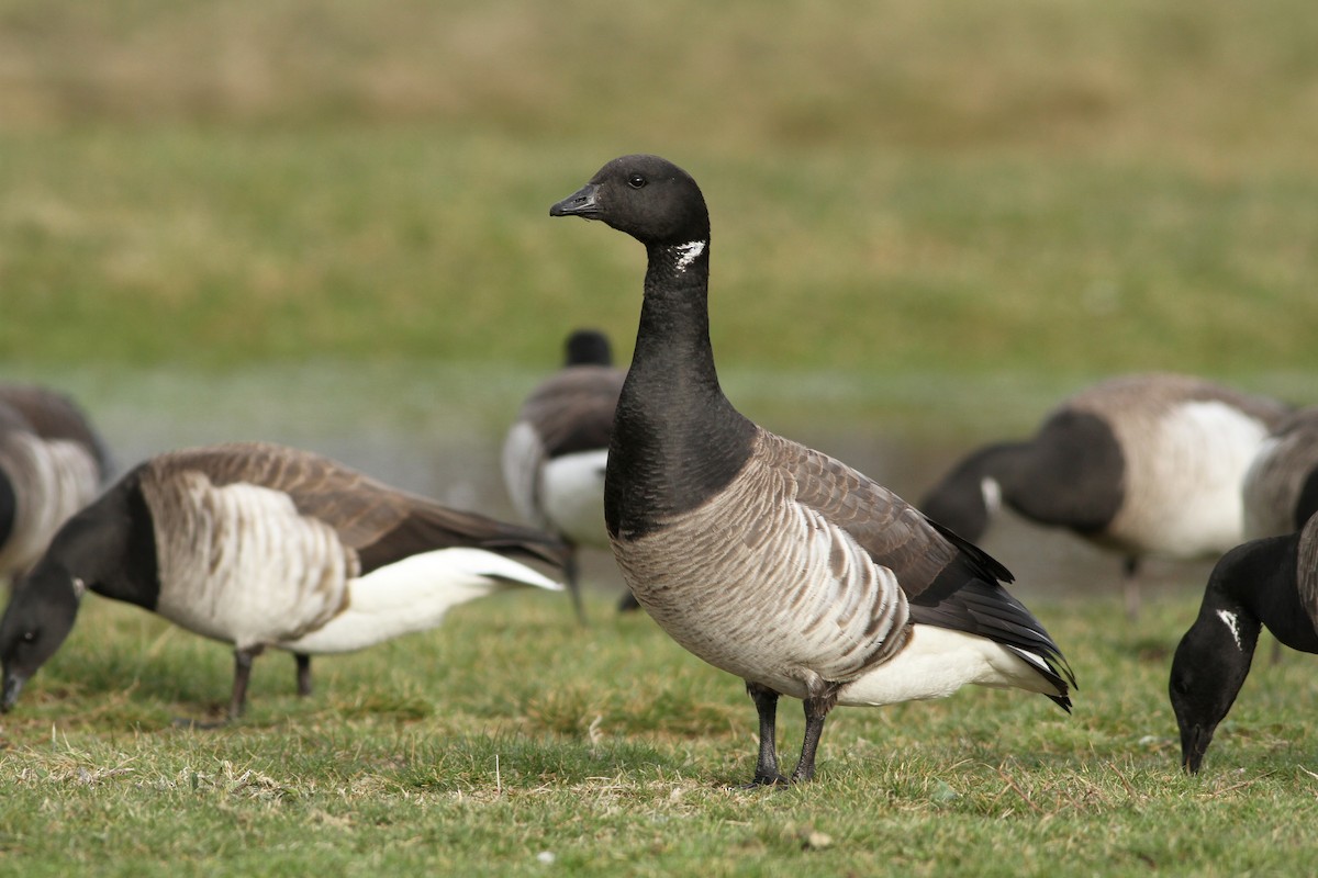 Branta musubeltza (hrota) - ML53812621