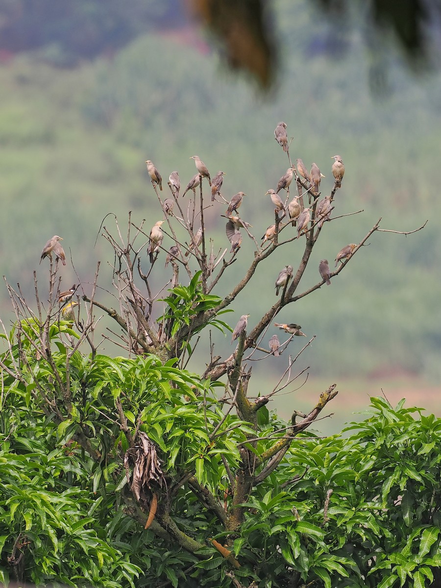 Chestnut-tailed Starling - ML538129281