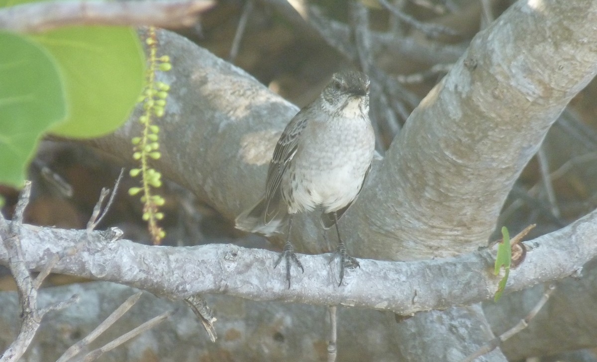 Sinsonte de Bahamas - ML538129421