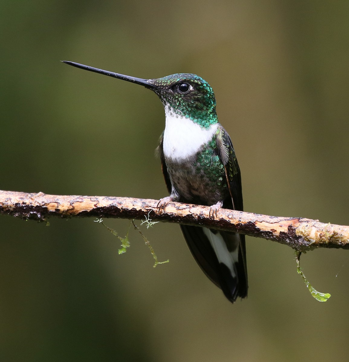 Collared Inca - Charlotte Byers