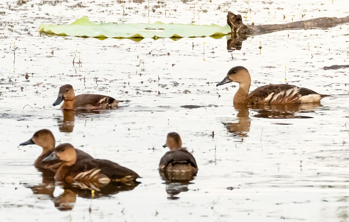 Wandering Whistling-Duck - ML538130451