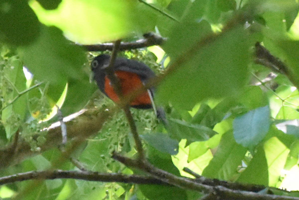 Baird's Trogon - ML53813081