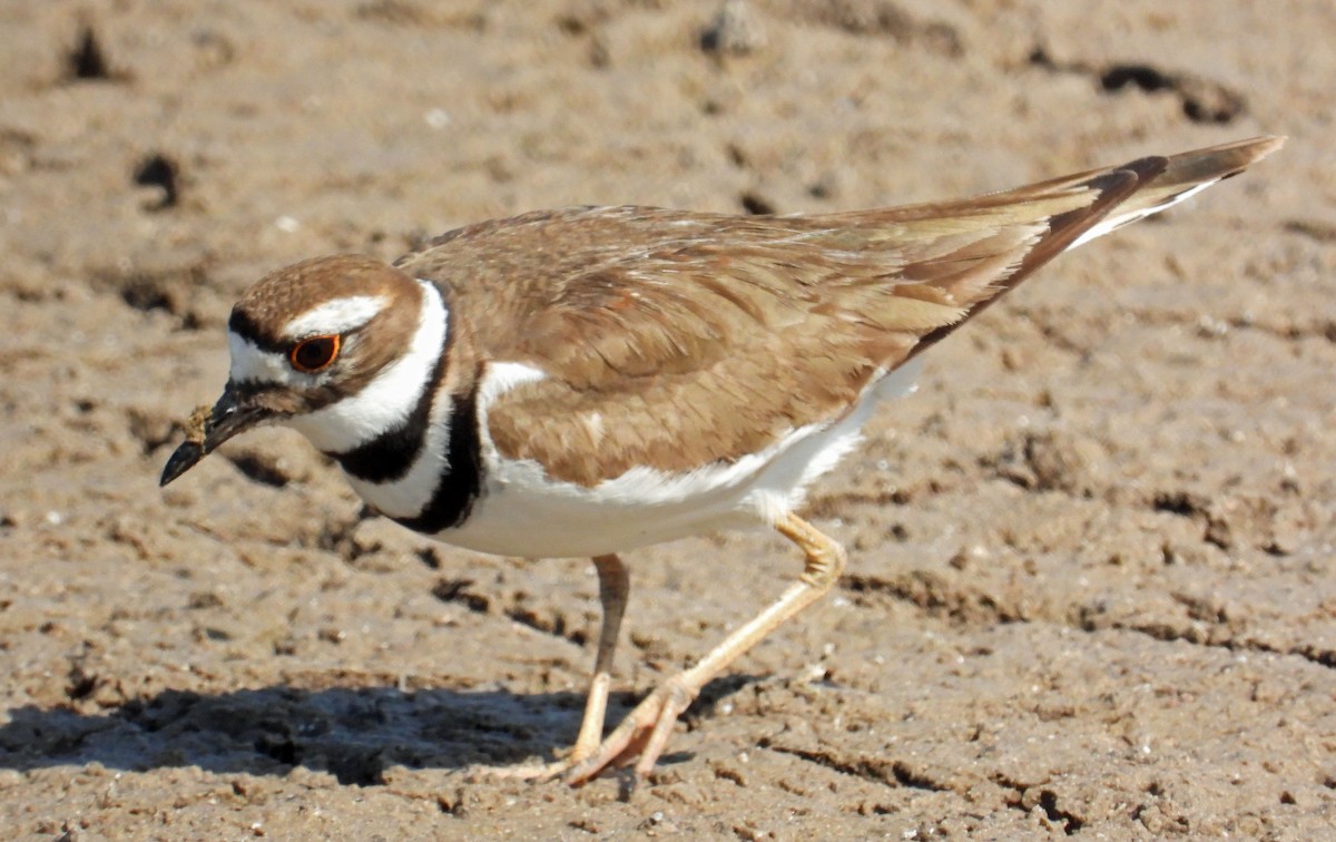 Killdeer - C. Phillips