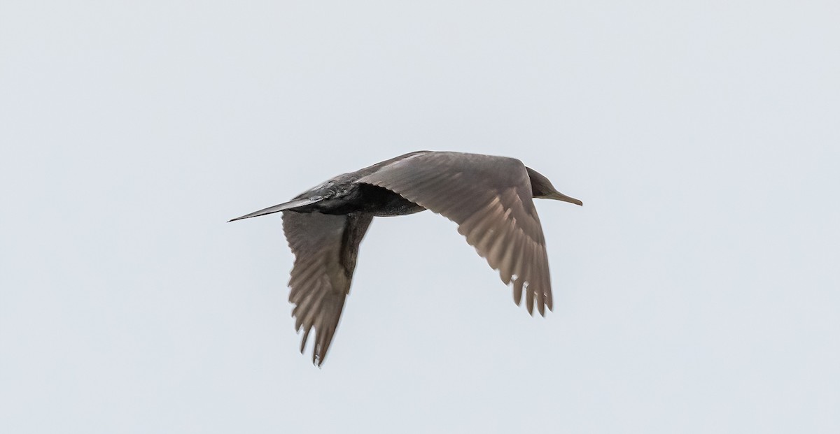 Little Black Cormorant - Robert Bochenek