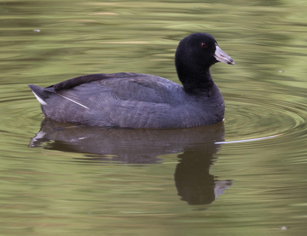 American Coot - ML538132851