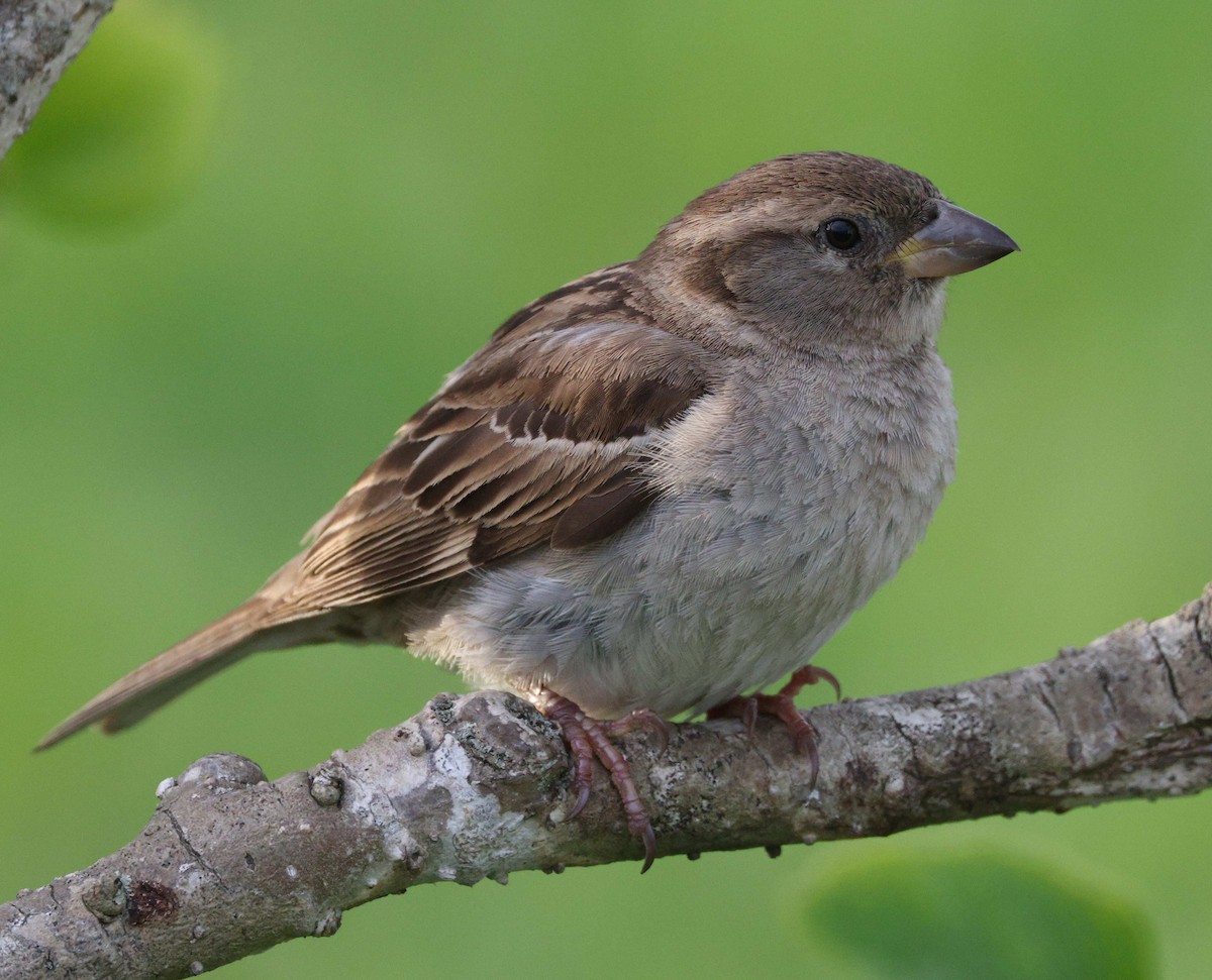 House Sparrow - Richard Brewer