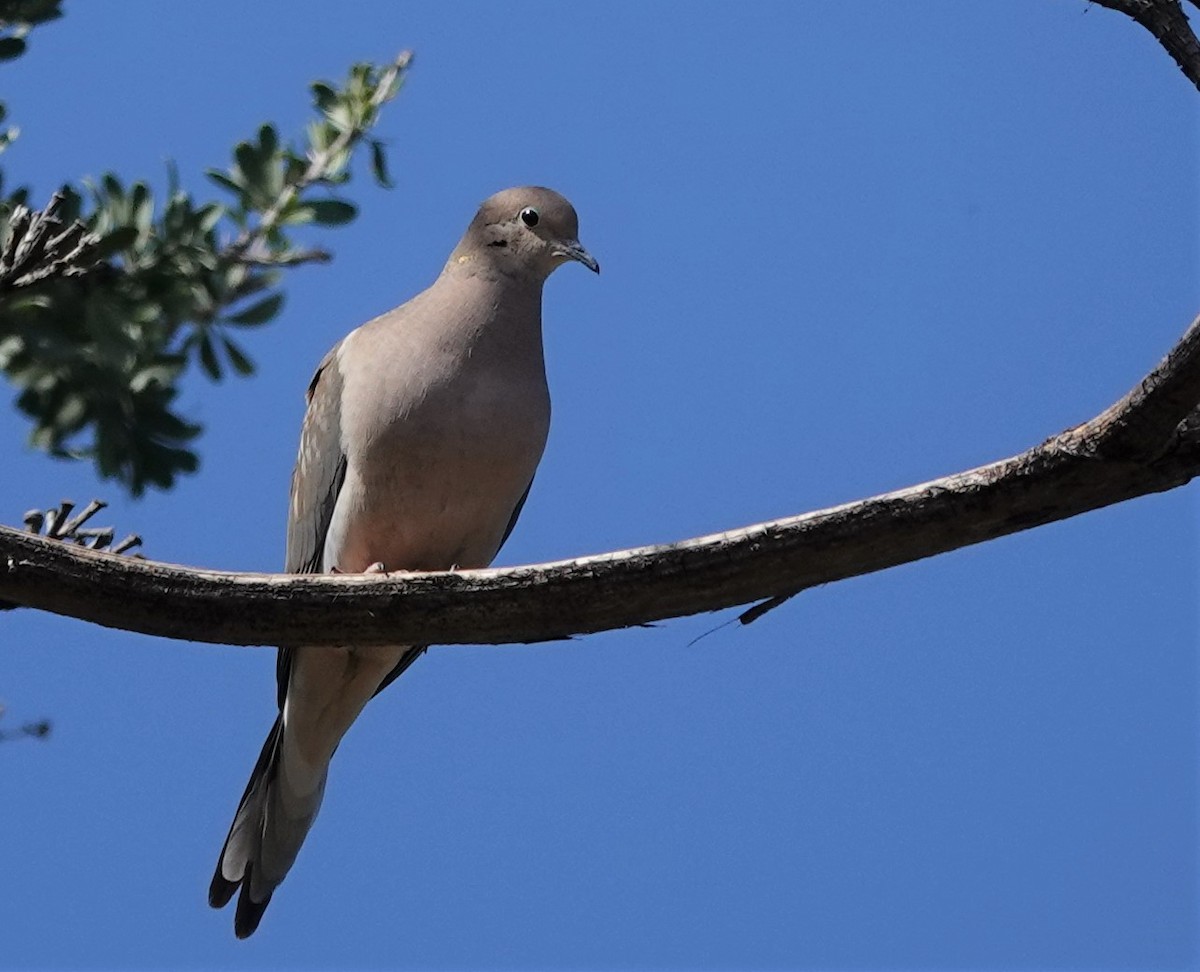 Mourning Dove - ML538134931