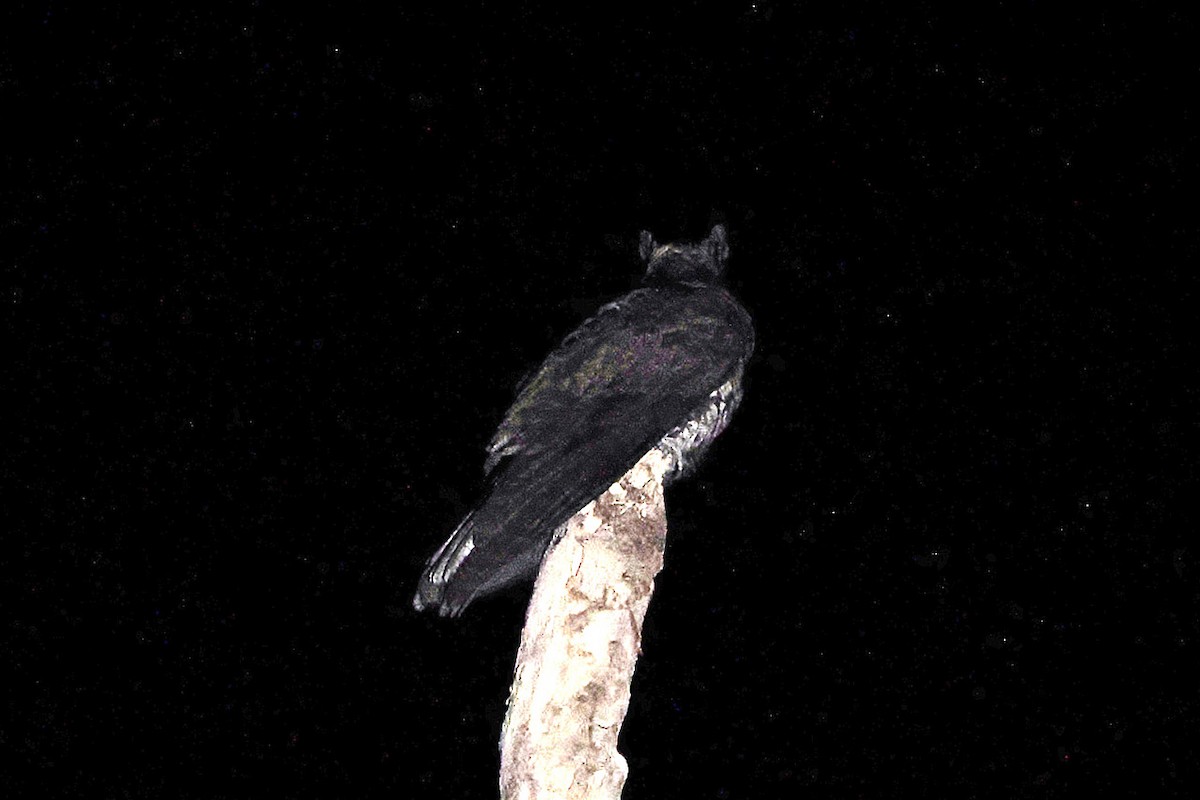 Great Eared-Nightjar - ML538136531