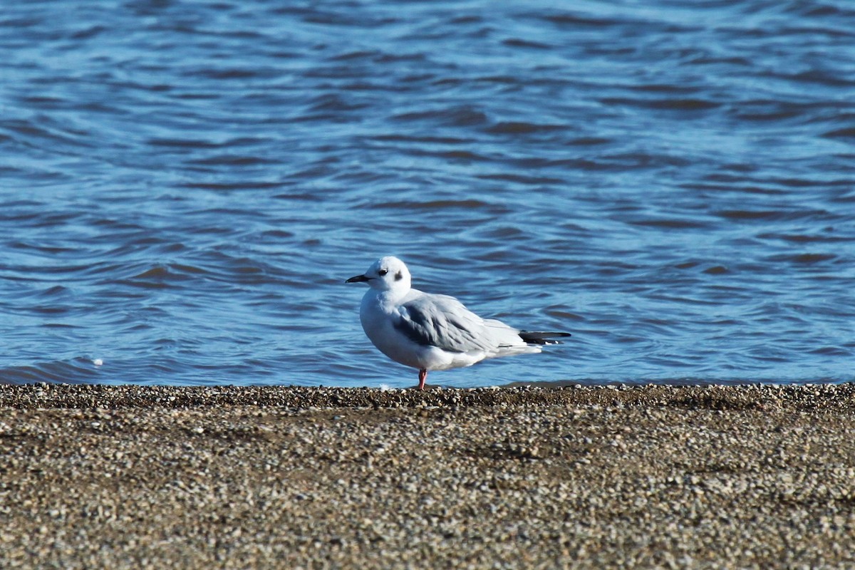 Bonaparte's Gull - ML538137221