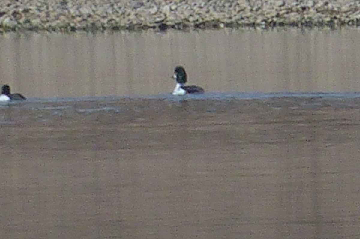 Common Goldeneye - ML538137281