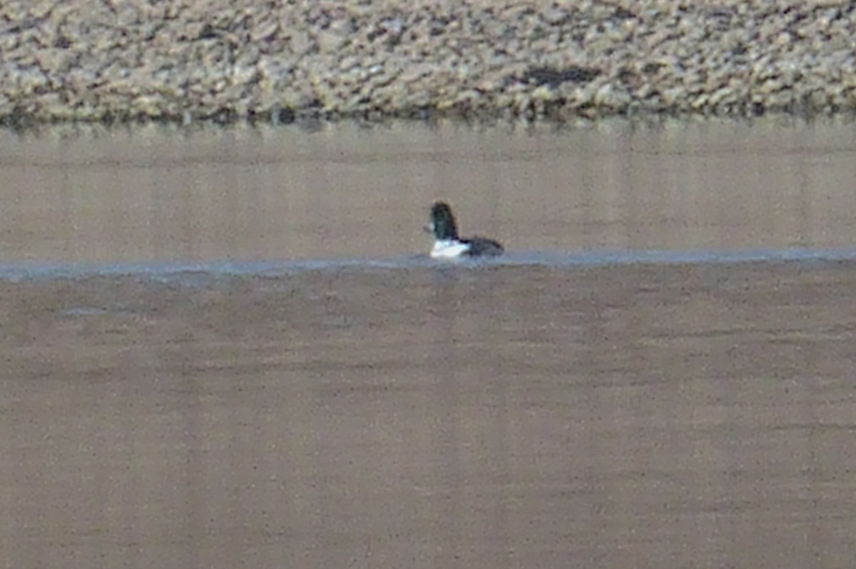 Common Goldeneye - ML538137291