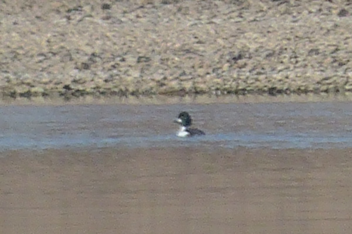 Common Goldeneye - ML538137301