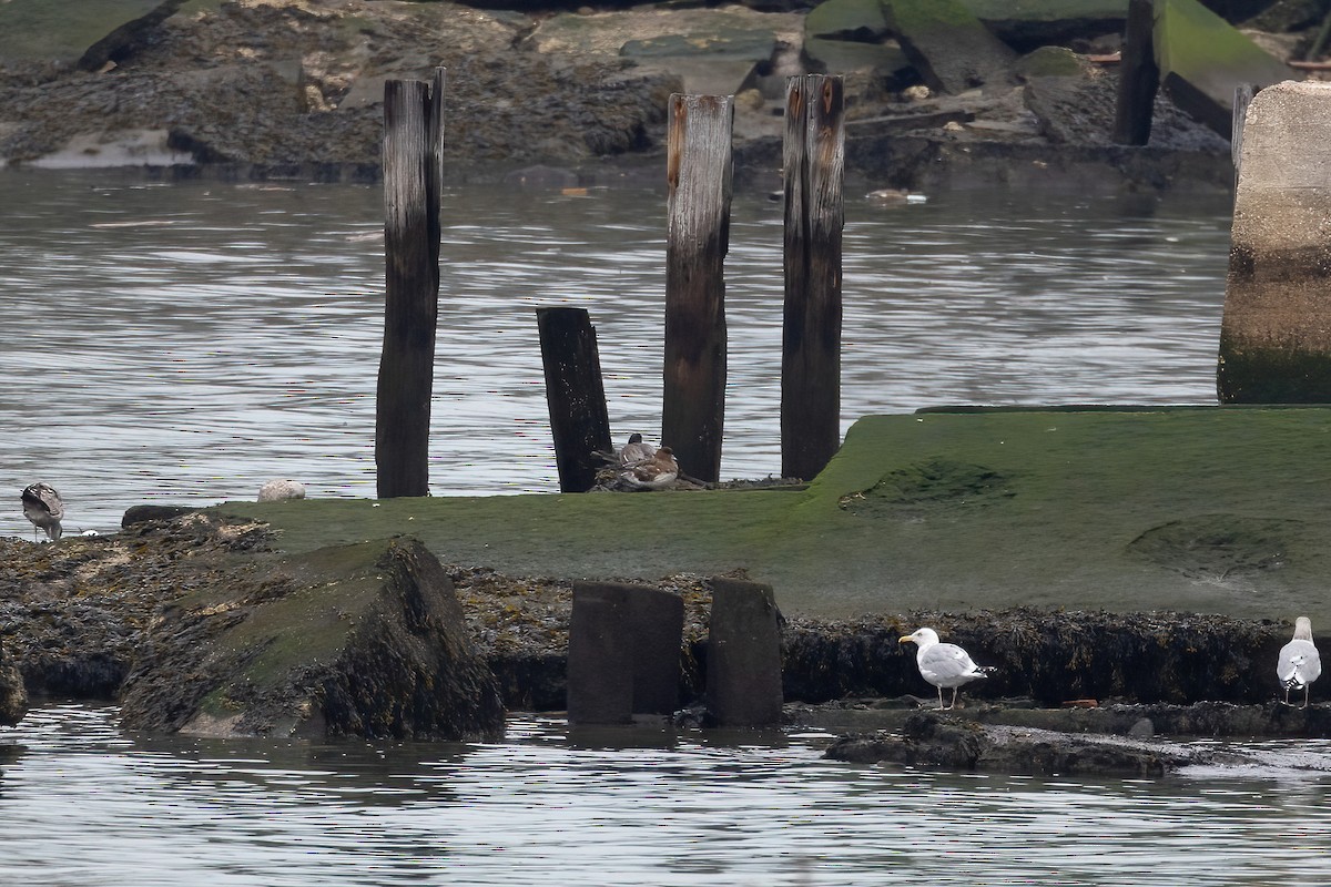 Зээрд нугас - ML538138871