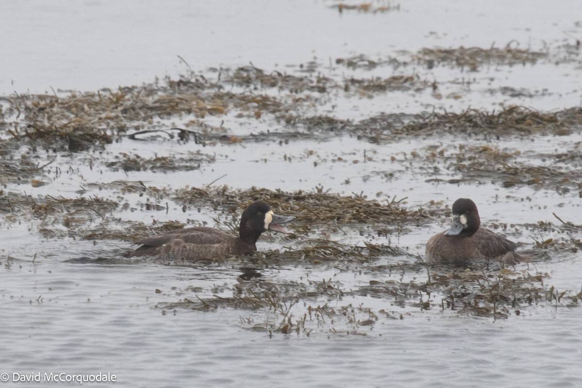 Greater Scaup - ML538139061