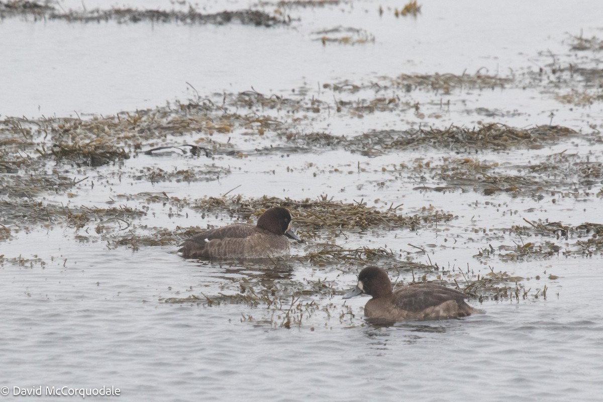 Greater Scaup - ML538139071