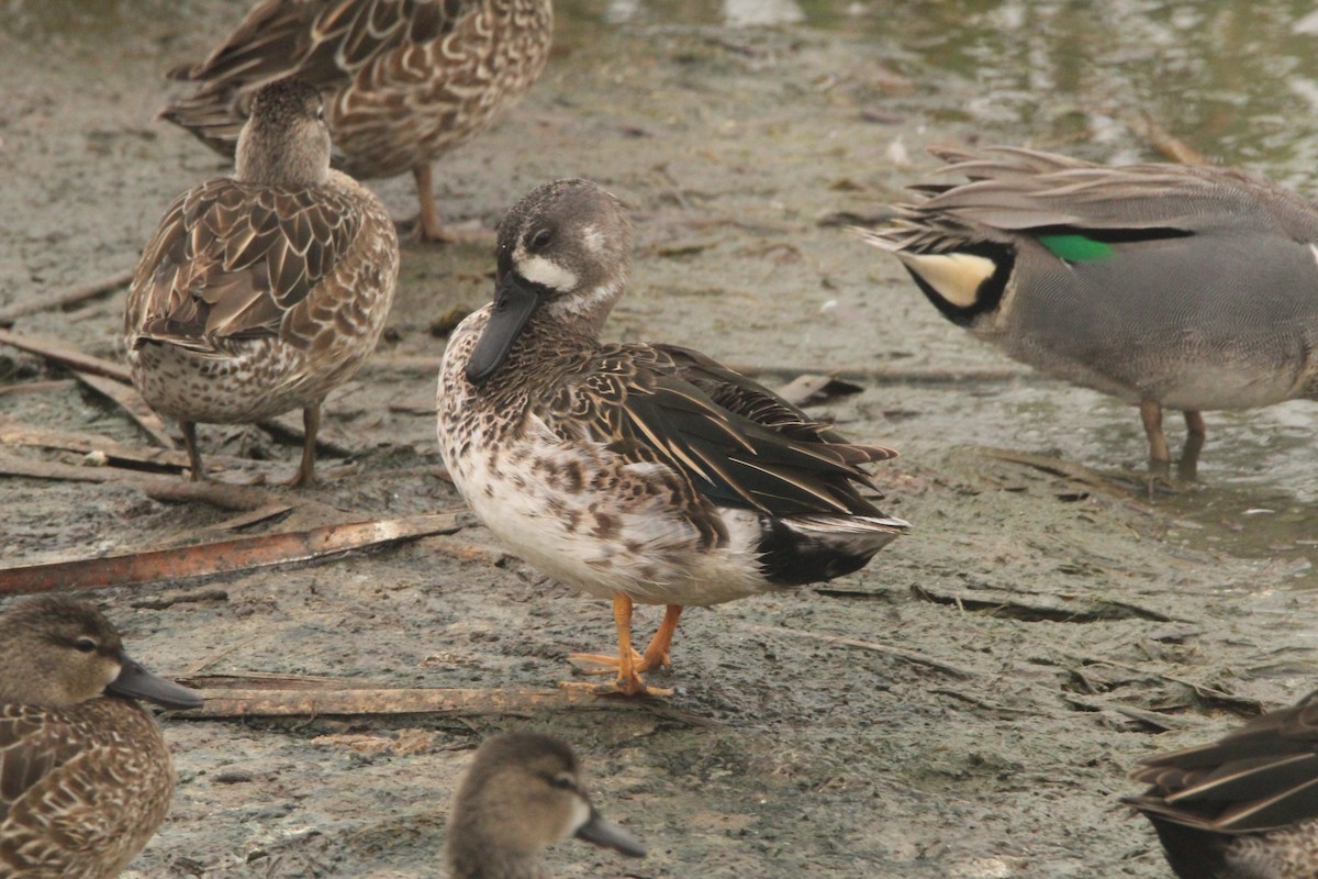 Blue-winged Teal - ML538139721