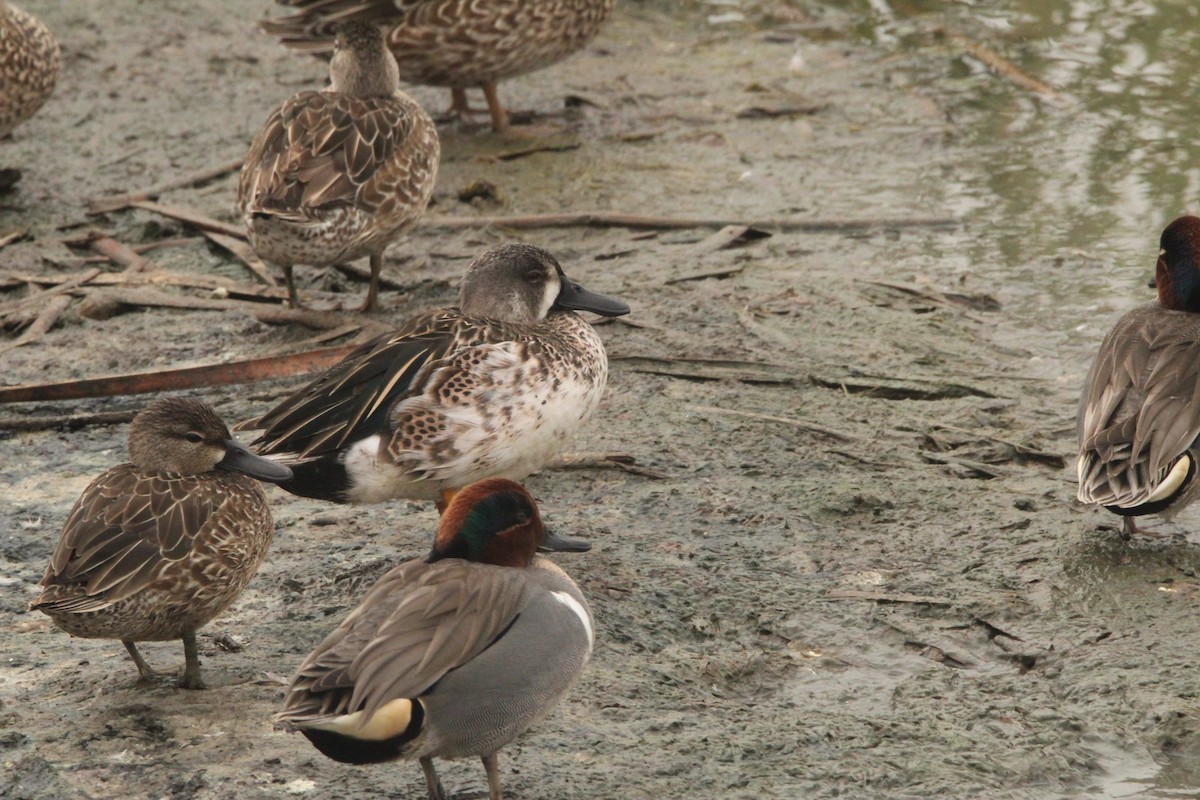 Blue-winged Teal - ML538139731