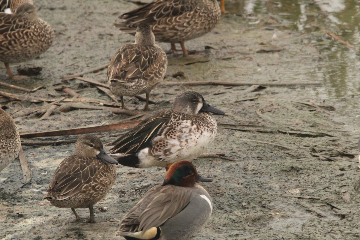 Blue-winged Teal - ML538139741