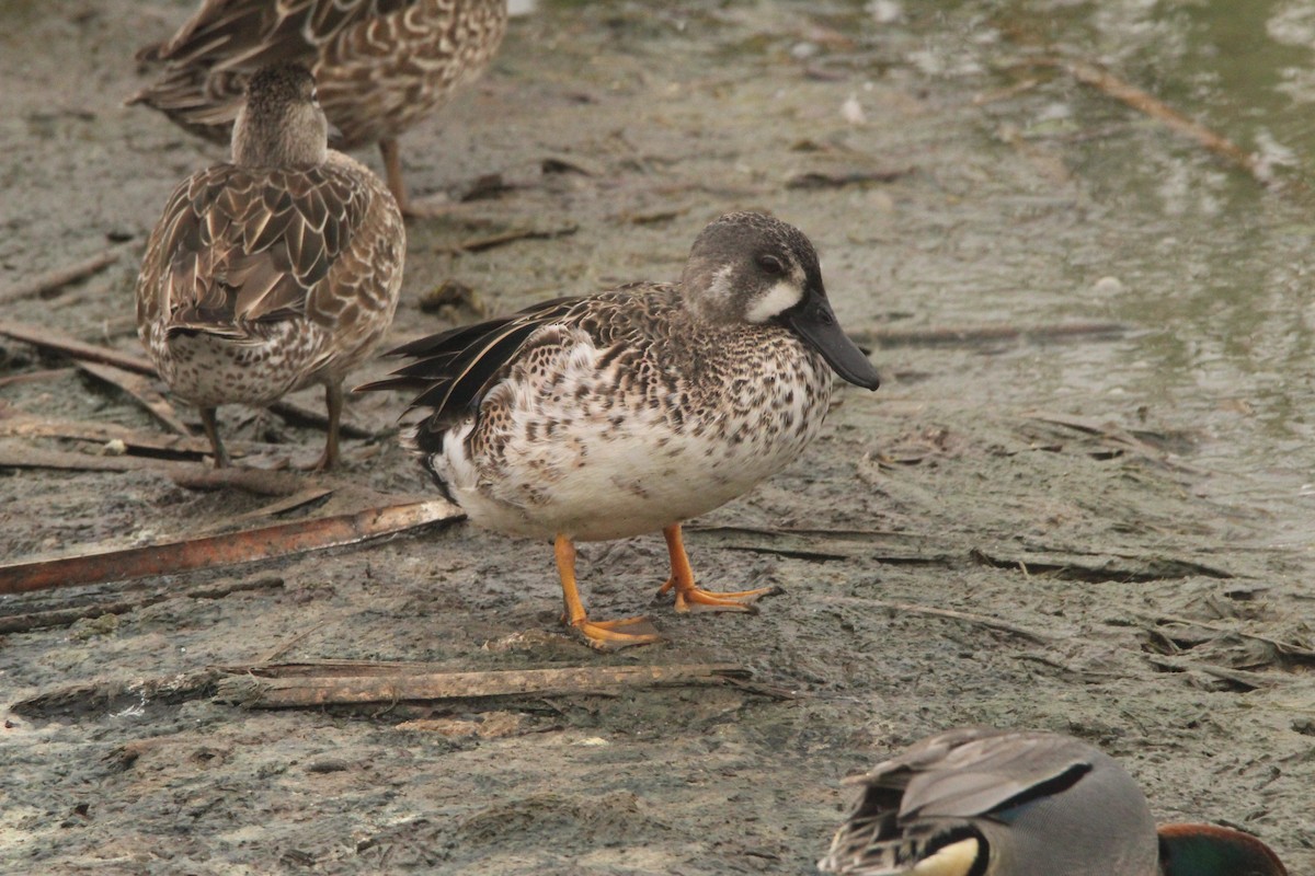 Blue-winged Teal - ML538139941
