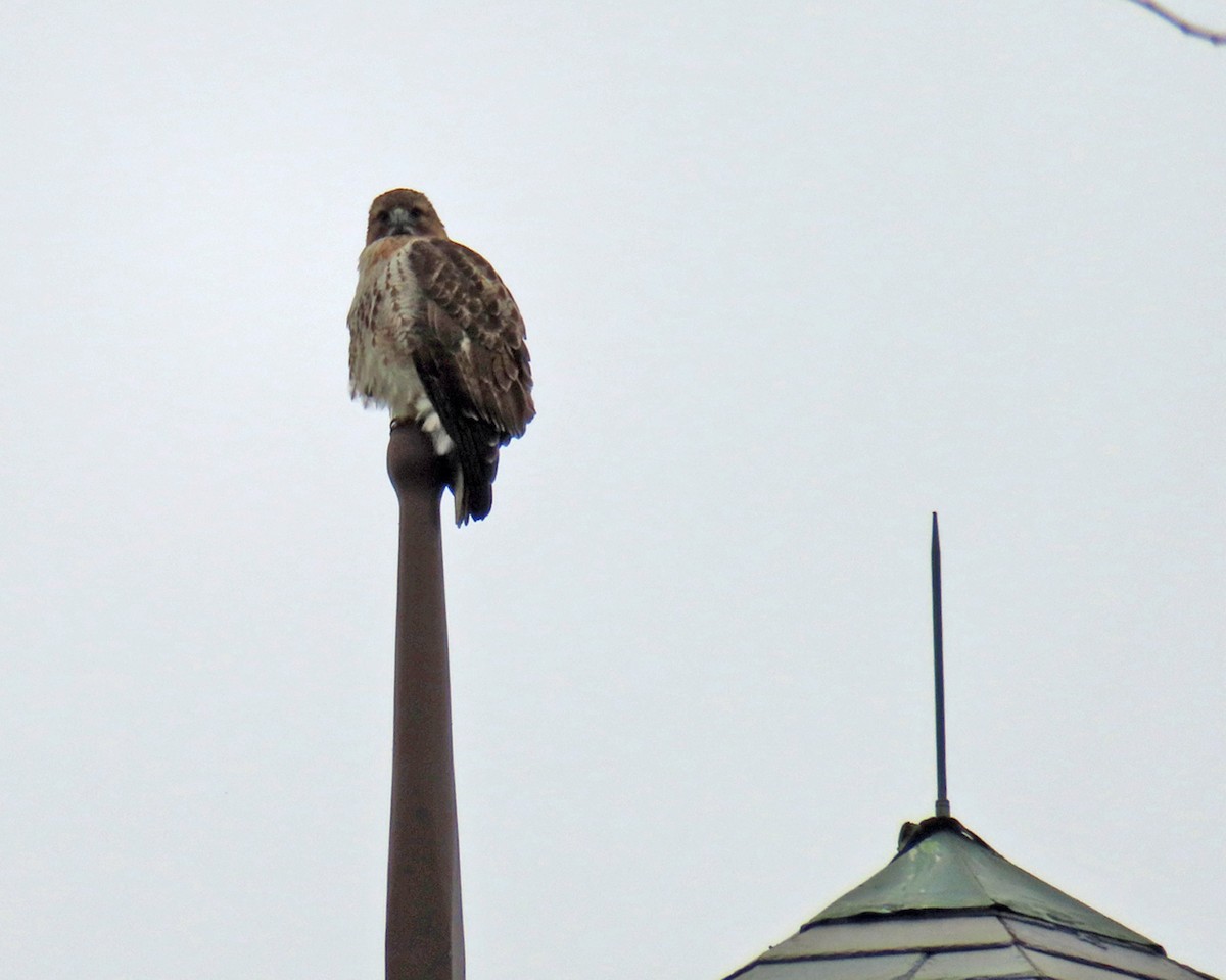 Red-tailed Hawk - ML538140641