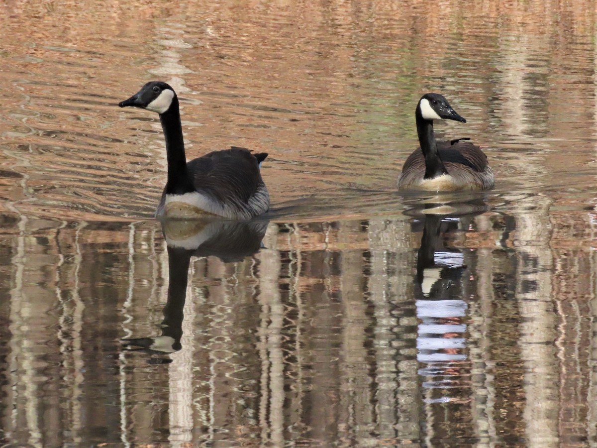 Canada Goose - ML538141381