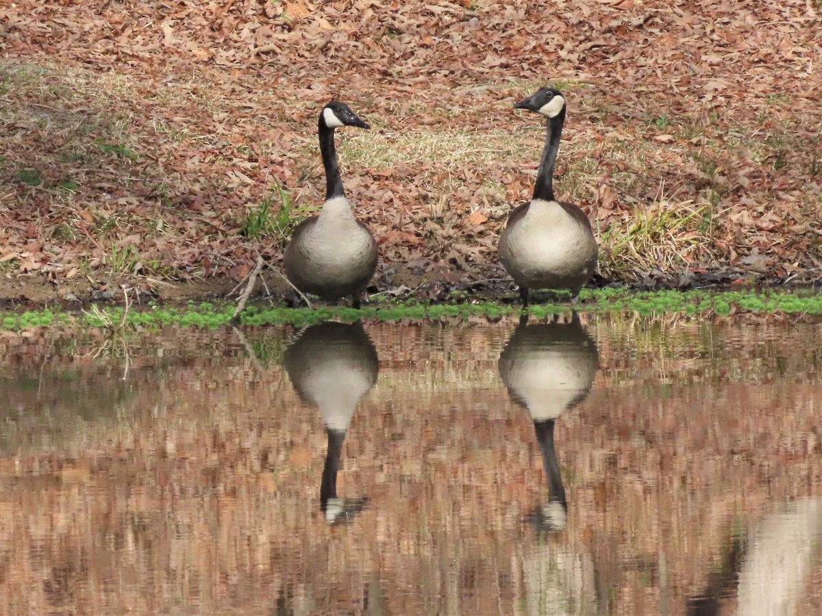 Canada Goose - ML538141391