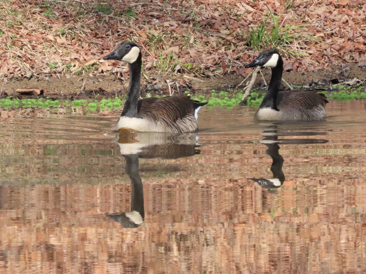 Canada Goose - ML538141401