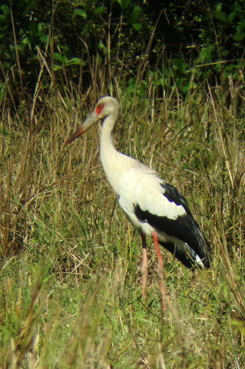 Cigogne maguari - ML53814381