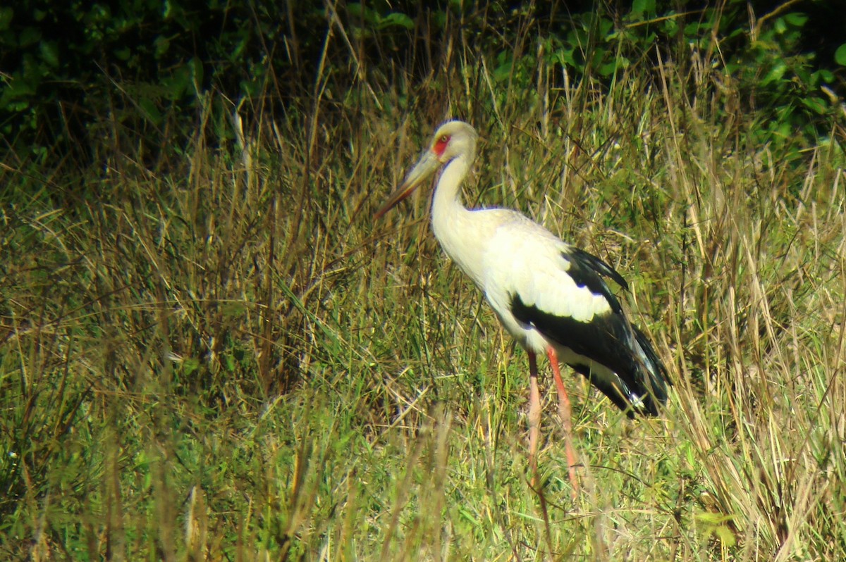 maguaristork - ML53814411