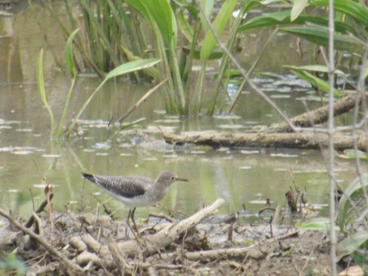 Solitary Sandpiper - Luis Loyo