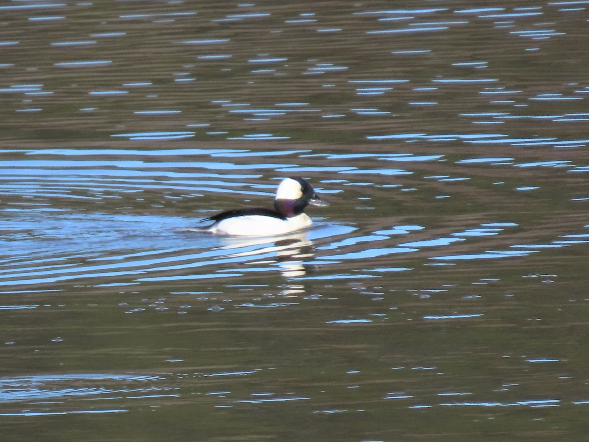 Bufflehead - ML538145021