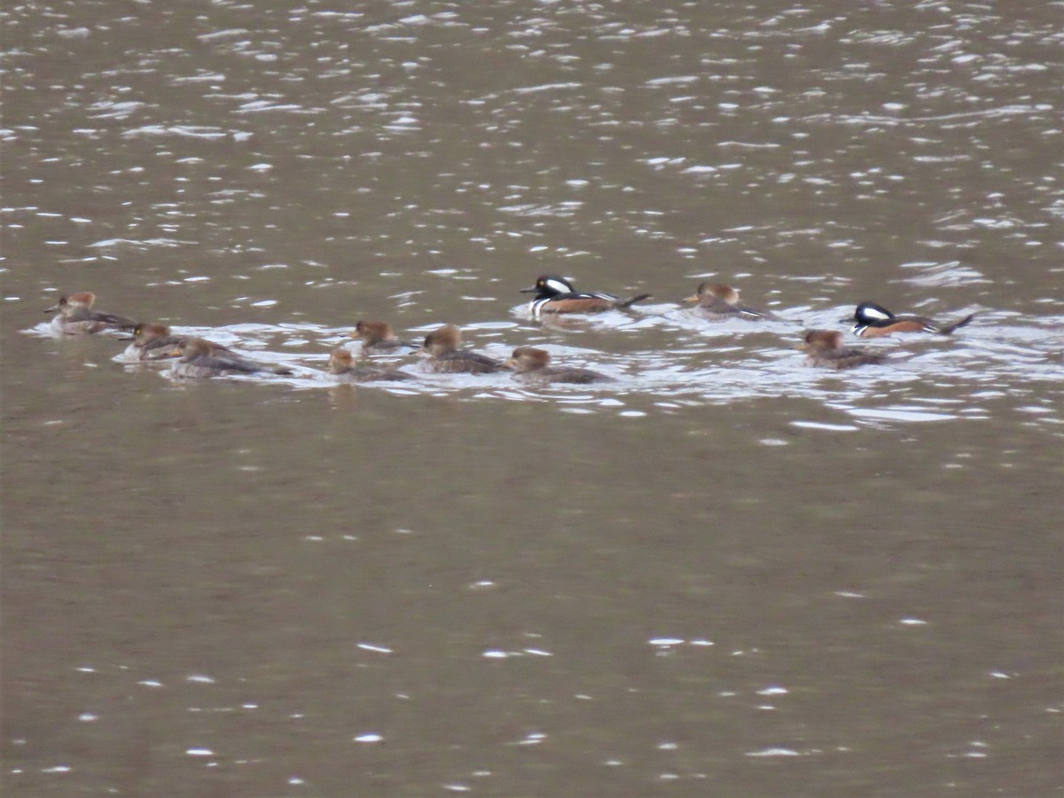 Hooded Merganser - ML538145171