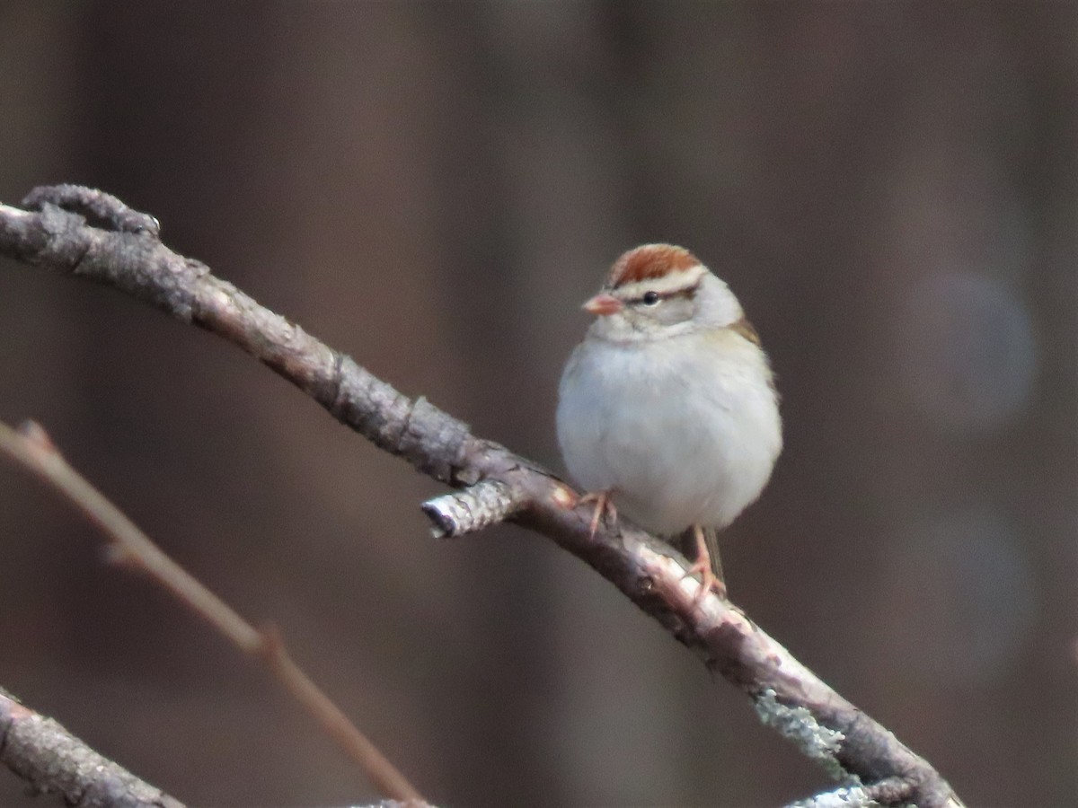 Chipping Sparrow - Teresa Noel