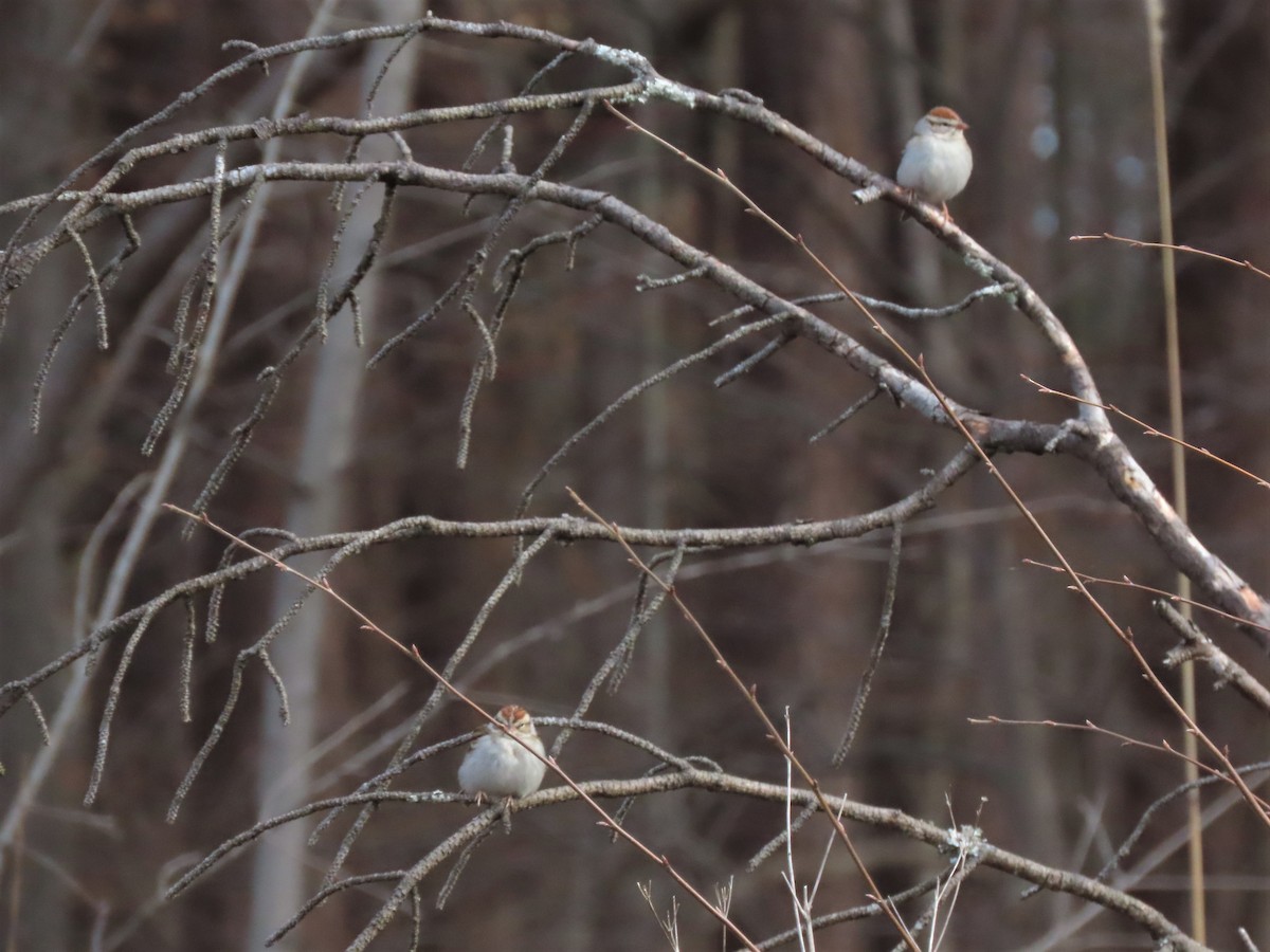 Chipping Sparrow - ML538145411