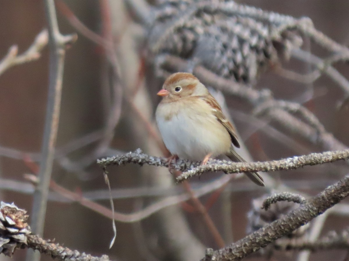Field Sparrow - ML538145461