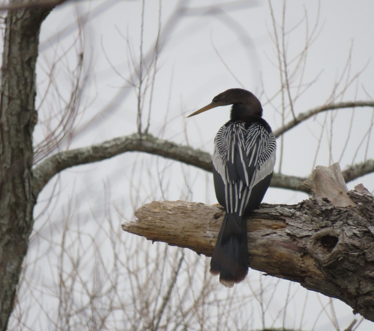 Anhinga - Nancy Henke