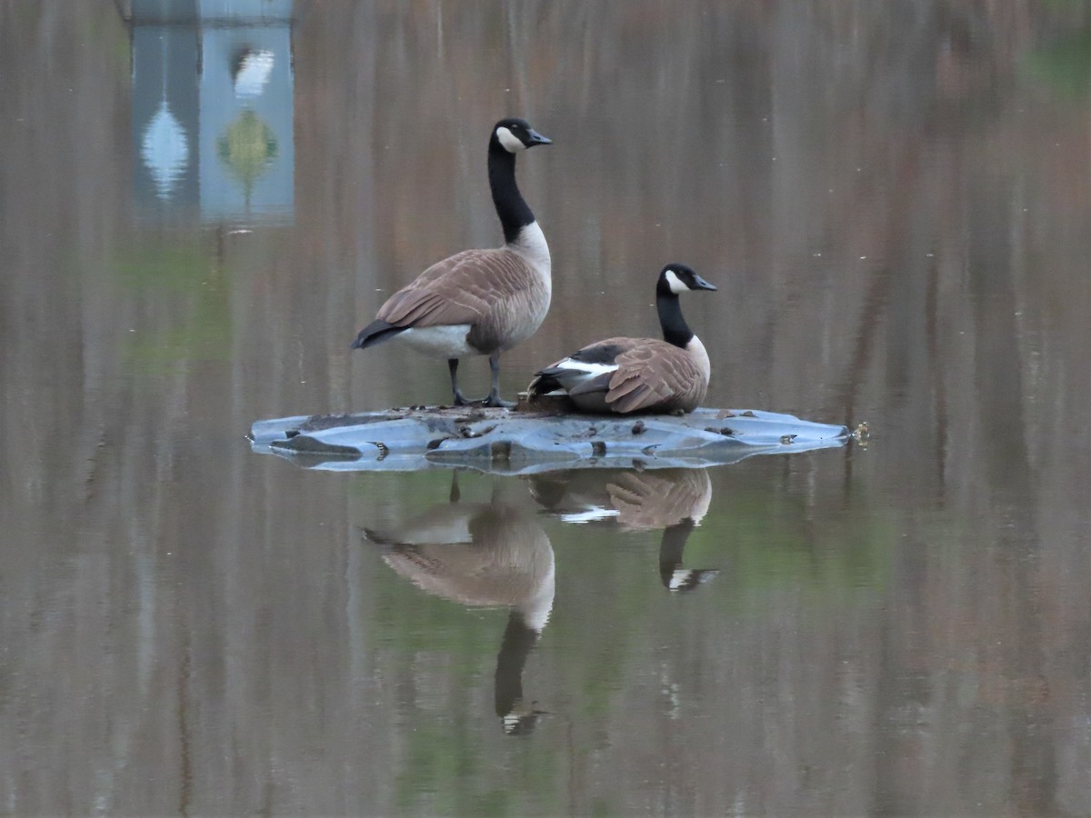 Canada Goose - ML538146201