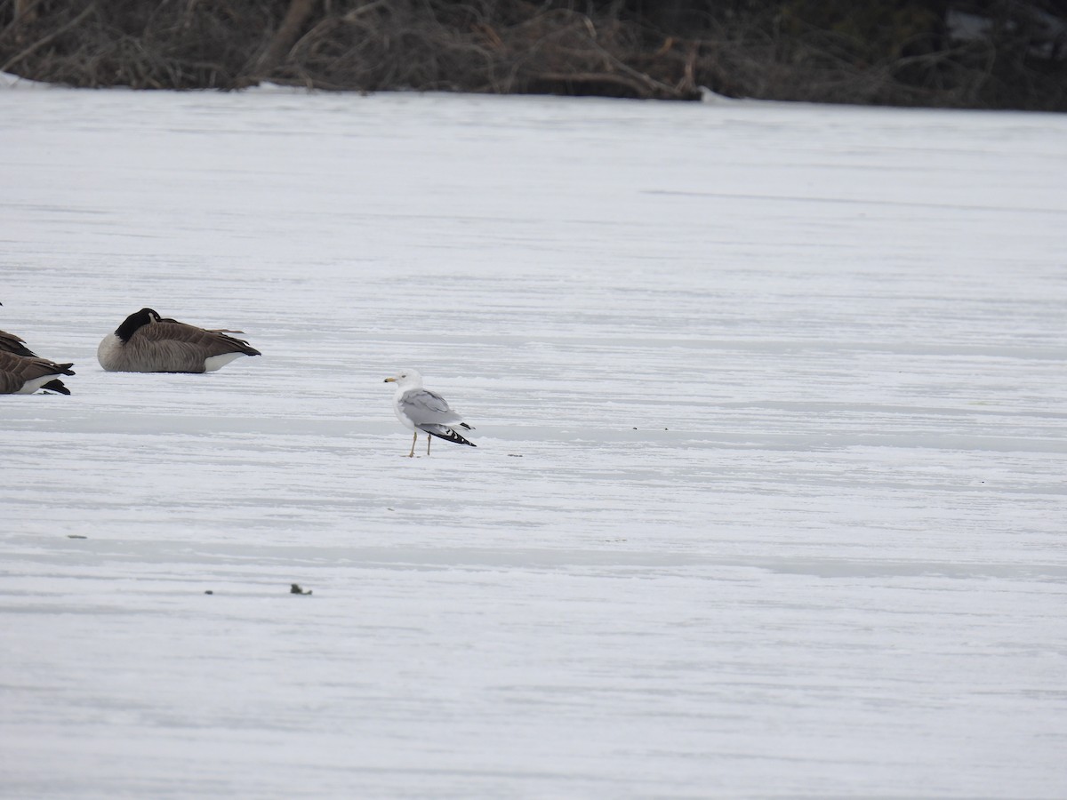 Ring-billed Gull - Janet Sippel