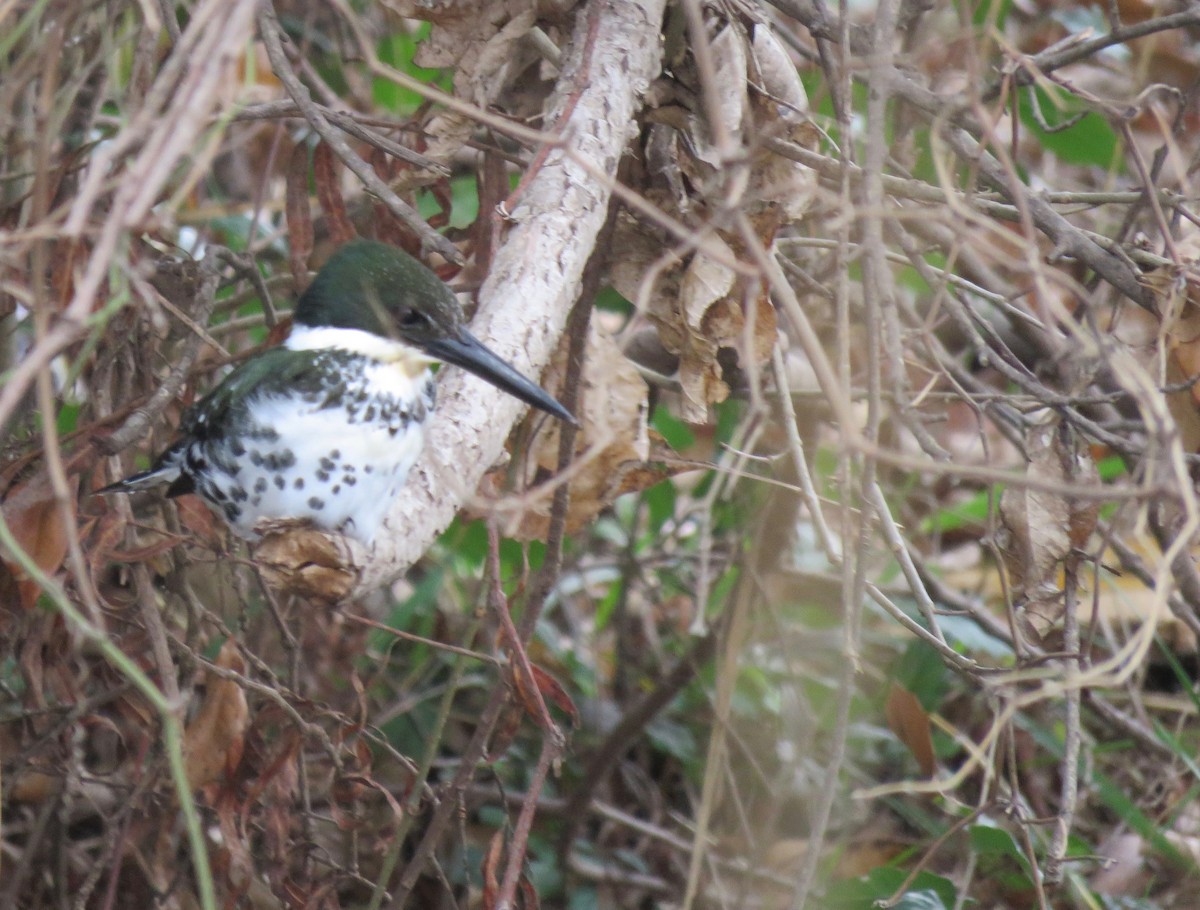 Green Kingfisher - ML538147351